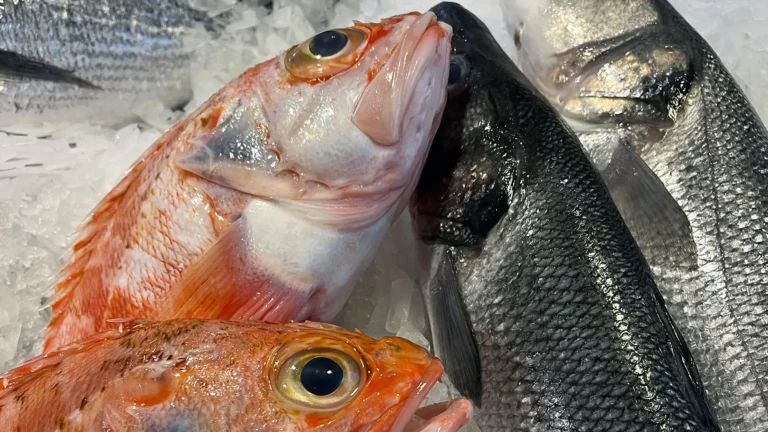 Loup de Mer auf Eis vom frischen Fang des Tages aus dem Atlantik